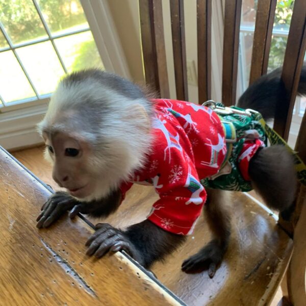  Cheap Capuchin Monkey For Sale Online