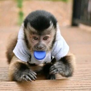 Buy Capuchin Monkey
