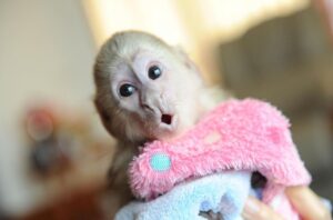 Buy Capuchin Monkeys Online