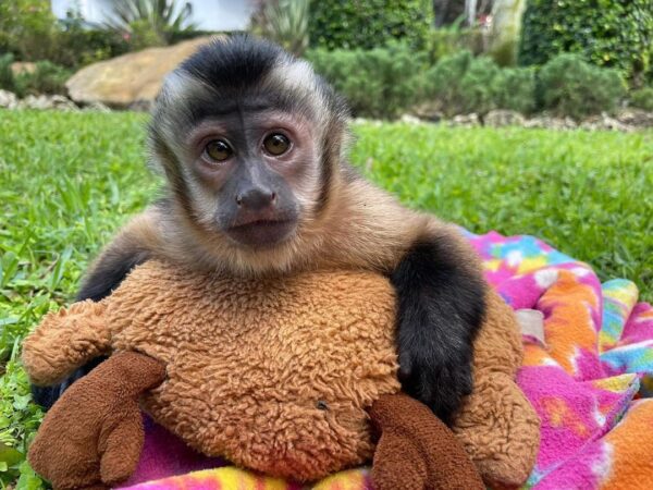 Buy Capuchin Monkeys Online