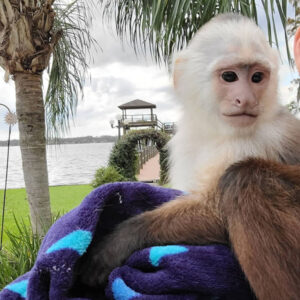 Buy Capuchin Monkeys Online