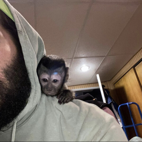Buy Capuchin Monkey - Image 2