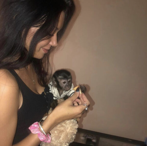 Buy Capuchin Monkey - Image 3