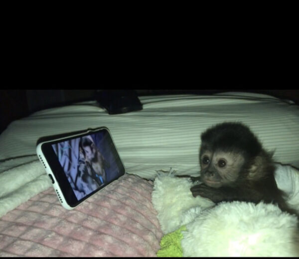 Buy Capuchin Monkey - Image 4