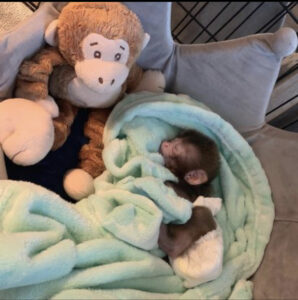 Buy Macaque Monkey 
