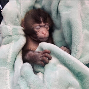 Buy Macaque Monkey 