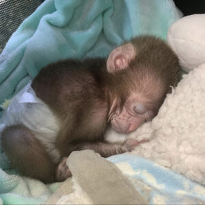 Buy Macaque Monkey 