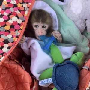 Buy Macaque Monkey