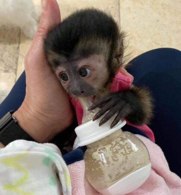 Capuchin Monkeys for sale online  - Image 2