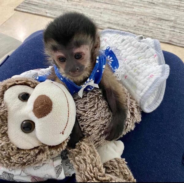 Capuchin Monkeys for sale online  - Image 3