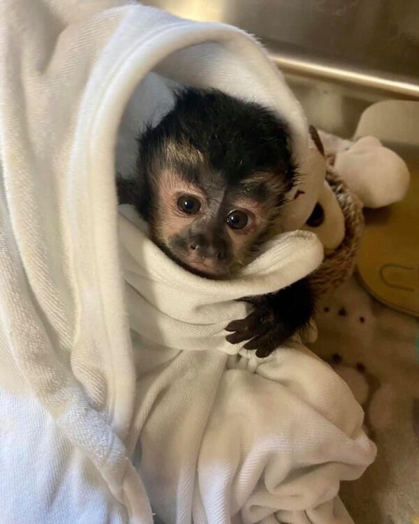 Capuchin Monkeys for sale online 