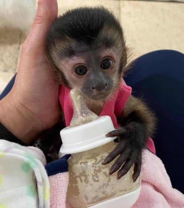 Capuchin Monkeys for sale online 
