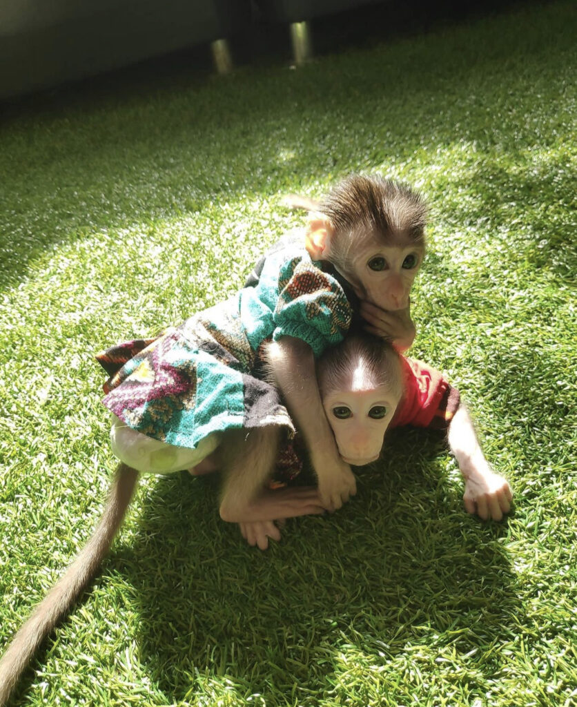 Buying Macaque Monkey Online