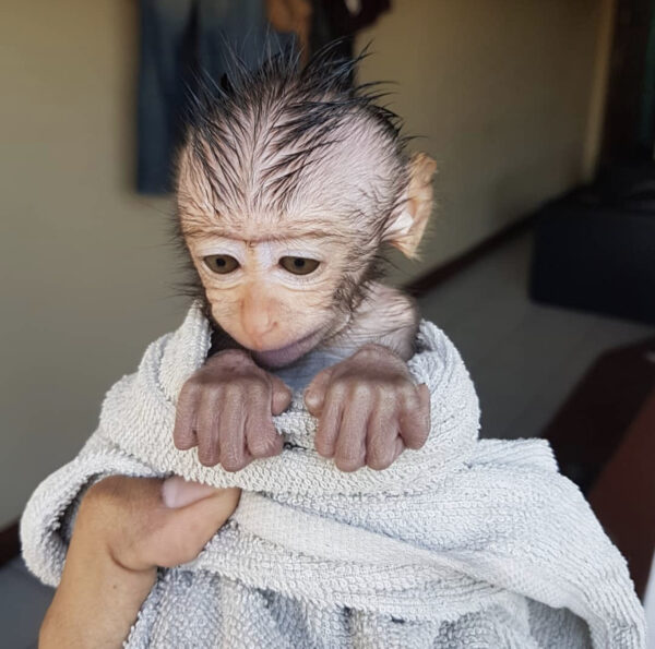Pigtail Baby Monkey for sale online