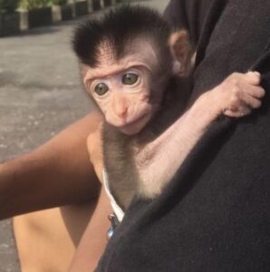 Cheap Macuque monkey for sale online