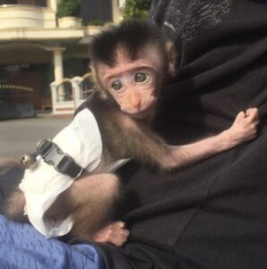 Cheap Macuque monkey for sale online