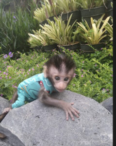 Cheap Macuque monkey for sale online