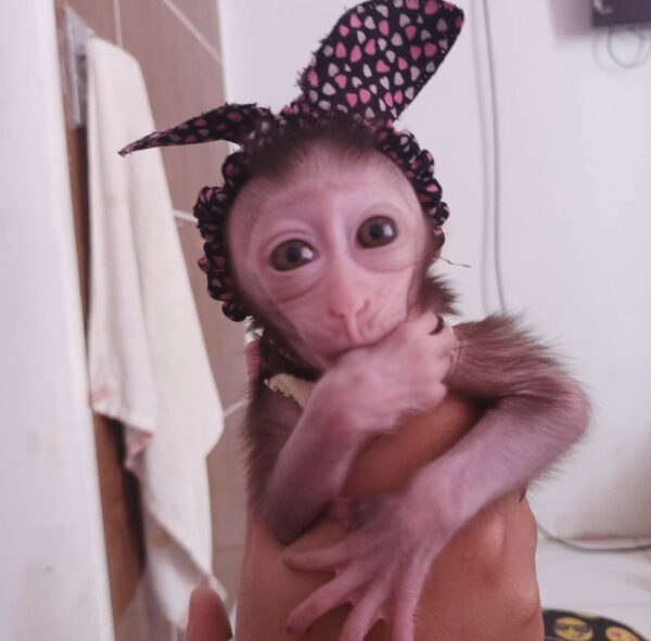 Cheap Macuques monkey for sale online