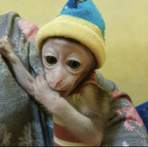 Cheap Macuques monkey for sale online