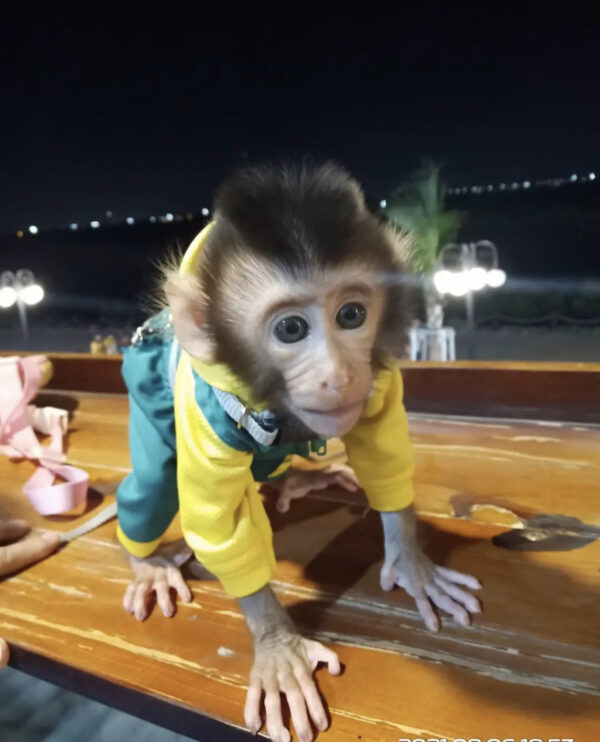 Buy Macaque Monkey - Image 2