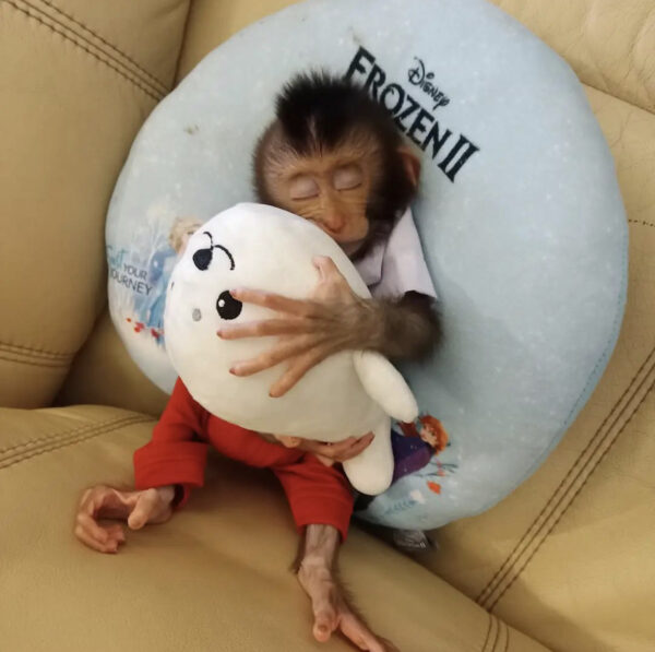 Buy Macaque Monkey - Image 3