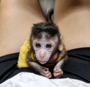 Cheap Macuque monkey for sale online