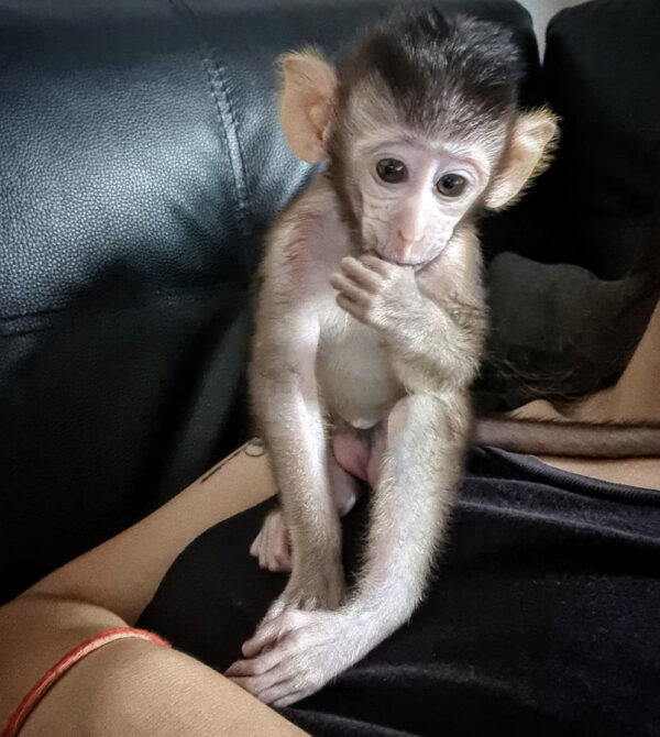 Cheap Macuques monkey for sale online