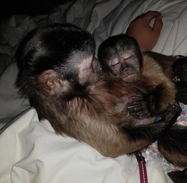  Capuchin Monkey For Adoption