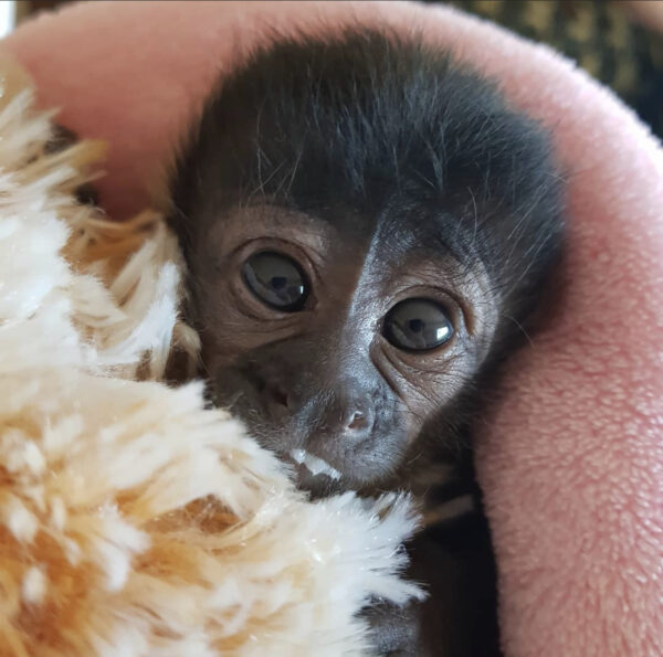  Cheap Capuchin Monkey For Sale Online