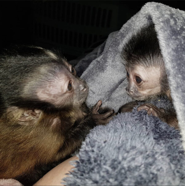  Cheap Capuchin Monkey For Sale Online