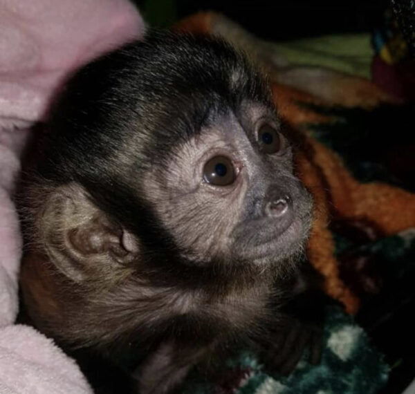  Cheap Capuchin Monkey For Sale Online
