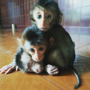 Cheap Macuques monkey for sale online