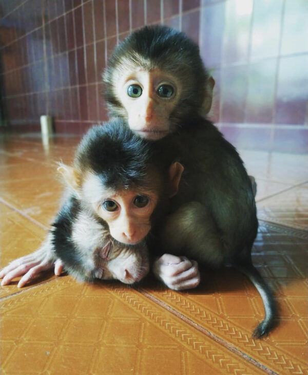 Cheap Macuques monkey for sale online