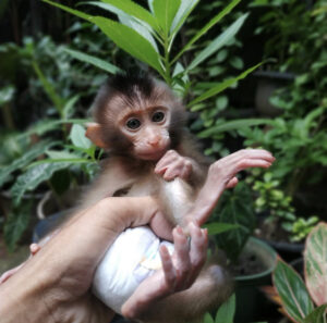 Cheap Macuque monkey for sale online