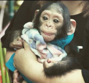 Buy Chimpanzee Monkey