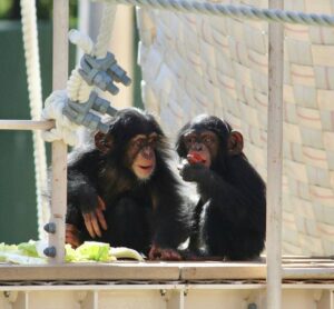 Buy Chimpanzee Monkey