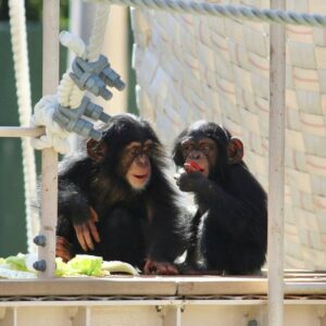 Buy Chimpanzee Monkey