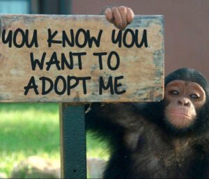 Buy Chimpanzee Monkey