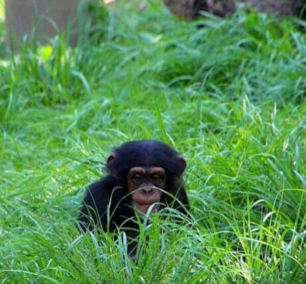 Buy Chimpanzee Monkey