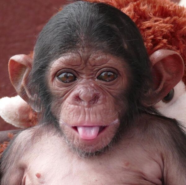 Buy Chimpanzee Monkey