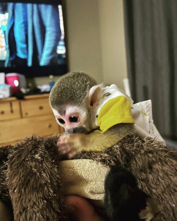 Buy Squirrel Monkeys Online - Image 4