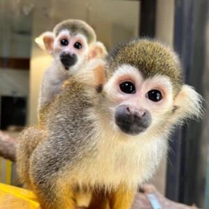 Squirrel Monkey Breeding and Research Resource.