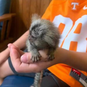 MARMOSET MONKEY FOR SALE ONLINE