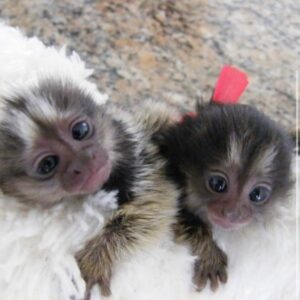 MARMOSET MONKEY FOR SALE ONLINE