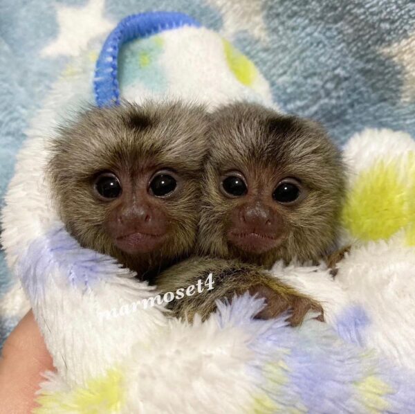 BUY MARMOSET MONKEY  FOR SALE - Image 2