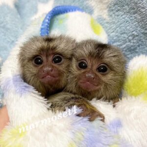 MARMOSET MONKEY FOR SALE ONLINE