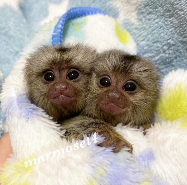 MARMOSET MONKEY FOR SALE ONLINE