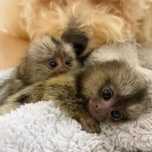 MARMOSET MONKEY FOR SALE ONLINE