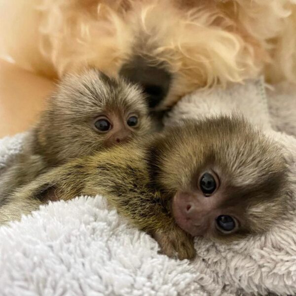 BUY MARMOSET MONKEY FOR SALE