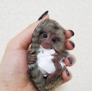 MARMOSET MONKEY FOR SALE ONLINE